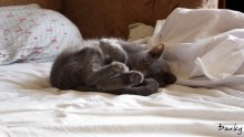 Fur baby / ***