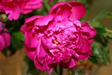 Pink peony / ***