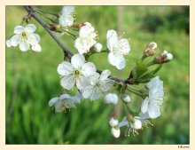 Cherry / ***