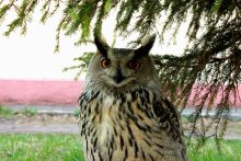 Owl / ***