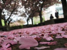 pink trash / ***