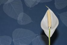 Spathiphyllum / ***
