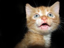 Pussy / ***