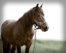 horse / ......