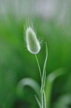 Macro / ***