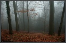 December woods and warm colors / ***
