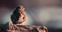 ... The proud bird / ..........