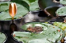 Frog princess / ***