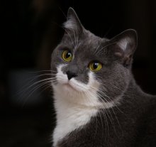 Kotoportret / ***