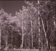 Forest / ***