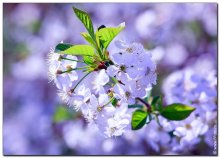 Cherry blossoms / ***