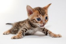 ... and I'm a little! / ***