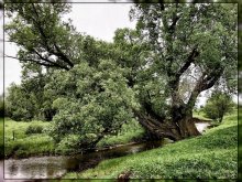 Old elm / ***