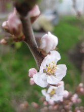 Cherry / ***