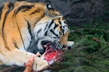 Lunch for the beast / ***