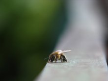 bee / ***