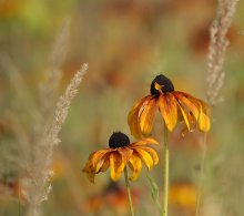 Warm color / ***