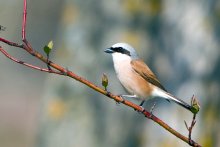 Red-backed shrike / ***