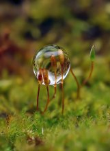 Bubbles ... / ***