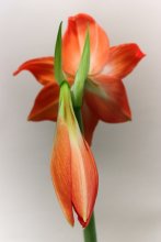 Flower / ***
