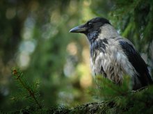 Die Wirtin des Waldes / ....................