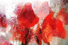 My magic garden / *****