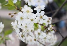 Flowers / ***