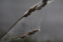 Dream Catcher / ***