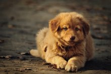 puppy / ...............