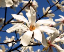 Magnolia / ***