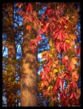 "Autumn Grapes" / ***