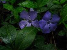 spring flowers / ***