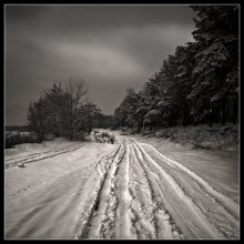 winter forest / ***