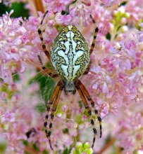 Spider Akulepeyra tserepegiya / ***