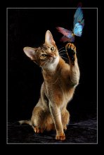 Alice on the hunt / ***