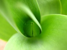Green secret / ***