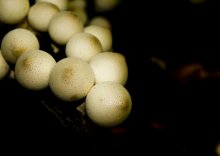 Mushrooms / ***