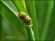 weg? / ***