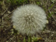 dandelion. / ***