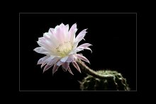 Spring flowering / ***