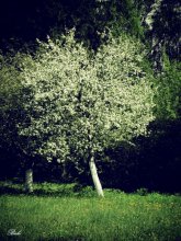 white charm / ***
