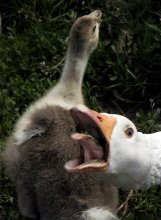 Schritt weg von der Baby! / *****