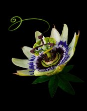 Portrait of Passiflora / ***