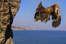 flight / ***