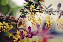 . Morning dance. / ..........................