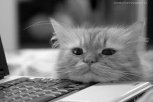Mouse have not seen? / ***