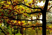 Autumn / ***