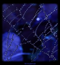 Crystal Pearls / ***