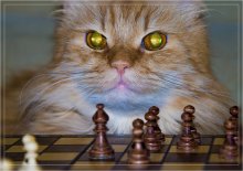 Your move, Azazello / ***