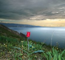The Scarlet Flower / ***